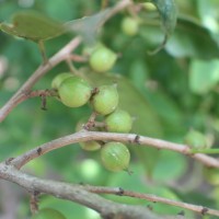 Aporosa cardiosperma (Gaertn.) Merr.